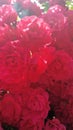 GÃÂ¤rtnerfreudeÃÂ® ToscanaÃÂ® rose closeup, raspberry red color, unbelievable flowes