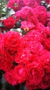 GÃÂ¤rtnerfreudeÃÂ® ToscanaÃÂ® rose closeup, raspberry red color, unbelievable flowes