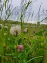Meadow clove flower
