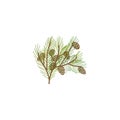 pine branch with cones vector illustration Royalty Free Stock Photo