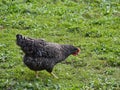 free-range chicken with grey feathers and white spots living on a farm Royalty Free Stock Photo
