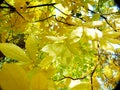 Golden-yellow discolored chestnut leaves in autumn in full sunlight
