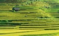 Terraced rice fields and traditional houses of the H`Mong ethnic people Royalty Free Stock Photo