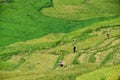 Terraced rice fields and traditional houses of the H`Mong ethnic people Royalty Free Stock Photo