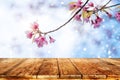 H pink cherry blossom flower sakura on sky background in spring season. Royalty Free Stock Photo