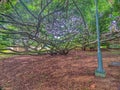 H tree in University of Peradeniya