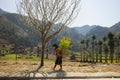 Ha Giang, Vietnam - Feb 14, 2016: Mountain spring scenery with blossoming plum tree, Hmong little girl carrying cabbage flower on Royalty Free Stock Photo