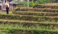 Farmer in a rice field Vietnam Royalty Free Stock Photo