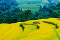 HA GIANG, VIETNAM - OCTOBER 6, 2018: Rice fields on terraced of Hoang Su Phi, Ha Giang, Vietnam. Rice fields prepare the harvest Royalty Free Stock Photo