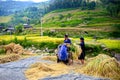 A couple of ethnic farmers using a leg-powered threshing machine.