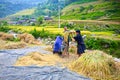 A couple of ethnic farmers using a leg-powered threshing machine.