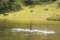 Ha Giang, Vietnam - Sep 22, 2013: Vietnamese rural scene, with children swimming on the lake and water buffaloes eating grass on b