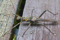 Spiny Stick Insect on a wooden platform in Gunung Mulu National Park, Sarawak, Malaysia