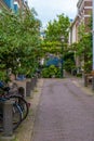 Haarlem, the Netherlands - March, 2022: decorative plants on the city street Cozy green little street in Haarlem. Concept social