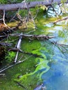 HAB Blue-Green Algae dangerous bloom along lake shore in NYS Royalty Free Stock Photo