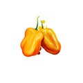 Digital illustration of Habanero, Capsicum chinense pepper isolated on white background. Organic healthy food. Yellow vegetable.