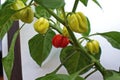 Habanero chile peppers growing