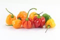 Habanero Chili Pepper