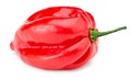 Habanero chili red hot pepper isolated on white background. clipping path Royalty Free Stock Photo