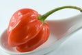 Habanero chillie on a white spoon Royalty Free Stock Photo