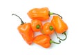Habanero pepper Royalty Free Stock Photo