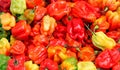Habanero pepper Royalty Free Stock Photo