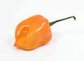 Habanero Pepper Royalty Free Stock Photo