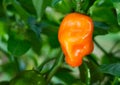 Habanero Pepper (Capsicum Chinense) Royalty Free Stock Photo