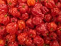 Habanero pepper: red in color in a market.