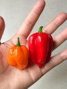 Habanero pepper