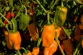Habanero Peppers Royalty Free Stock Photo