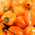 Habanero Peppers Royalty Free Stock Photo