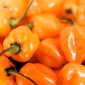 Habanero Peppers