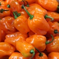 Habanero peppers Royalty Free Stock Photo