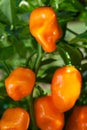 Habanero Peppers (Capsicum Chinense) Royalty Free Stock Photo