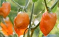 Habanero Peppers growing in the garden. Royalty Free Stock Photo