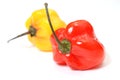 Habanero Peppers Isolated Royalty Free Stock Photo
