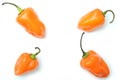 Habanero peppers pattern