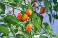 Habanero plant featuring fresh, ripe habanero peppers, ready for picking. Royalty Free Stock Photo