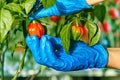 Habanero plant featuring fresh, ripe habanero peppers, ready for picking. Royalty Free Stock Photo