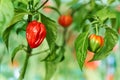 Habanero plant featuring fresh, ripe habanero peppers, ready for picking. Royalty Free Stock Photo