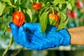 Habanero plant featuring fresh, ripe habanero peppers, ready for picking. Royalty Free Stock Photo