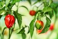 Habanero plant featuring fresh, ripe habanero peppers, ready for picking. Royalty Free Stock Photo