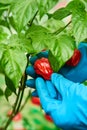 Habanero plant featuring fresh, ripe habanero peppers, ready for picking. Royalty Free Stock Photo