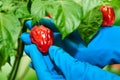 Habanero plant featuring fresh, ripe habanero peppers, ready for picking. Royalty Free Stock Photo