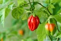 Habanero plant featuring fresh, ripe habanero peppers, ready for picking. Royalty Free Stock Photo