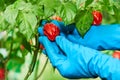 Habanero plant featuring fresh, ripe habanero peppers, ready for picking. Royalty Free Stock Photo