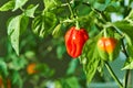 Habanero plant featuring fresh, ripe habanero peppers, ready for picking. Royalty Free Stock Photo