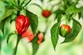 Habanero plant featuring fresh, ripe habanero peppers, ready for picking. Royalty Free Stock Photo