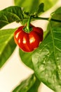 Habanero plant featuring fresh ripe habanero peppers Royalty Free Stock Photo